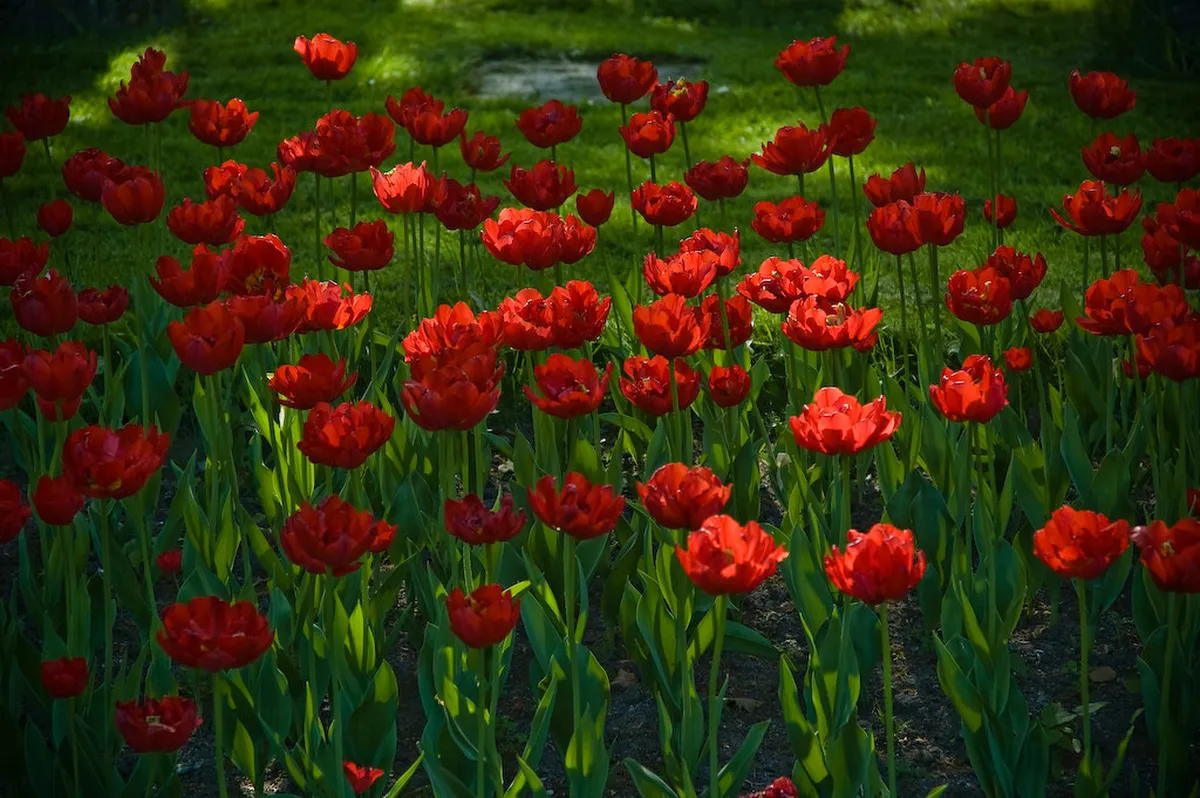 Visit Trondheim 2026: New Hotels, Food Festivals & Hiking Guide